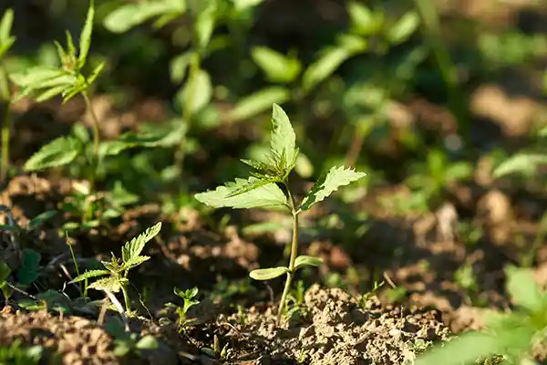 hanfdelikatessen junge Hanfpflanze auf Feld